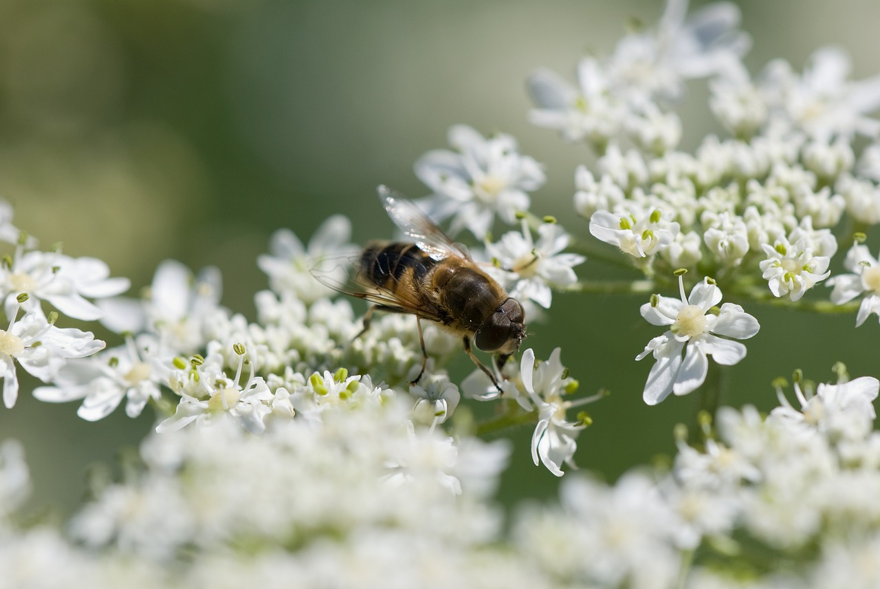 Hoverfly, Gėlių Skristi, Žiedas, Vasara, Gamta, Vabzdys, Iš Arti, Balta, Nemokamos Nuotraukos,  Nemokama Licenzija