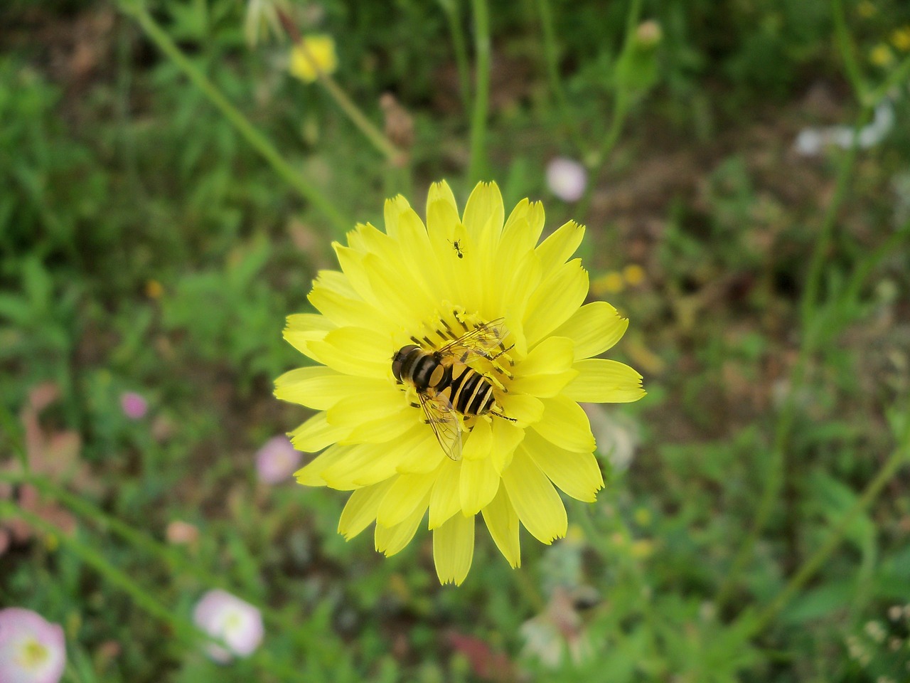 Hoverfly, Gėlė, Kiaulpienė, Gamta, Pavasaris, Vasara, Sodas, Geltona, Vabzdys, Nemokamos Nuotraukos