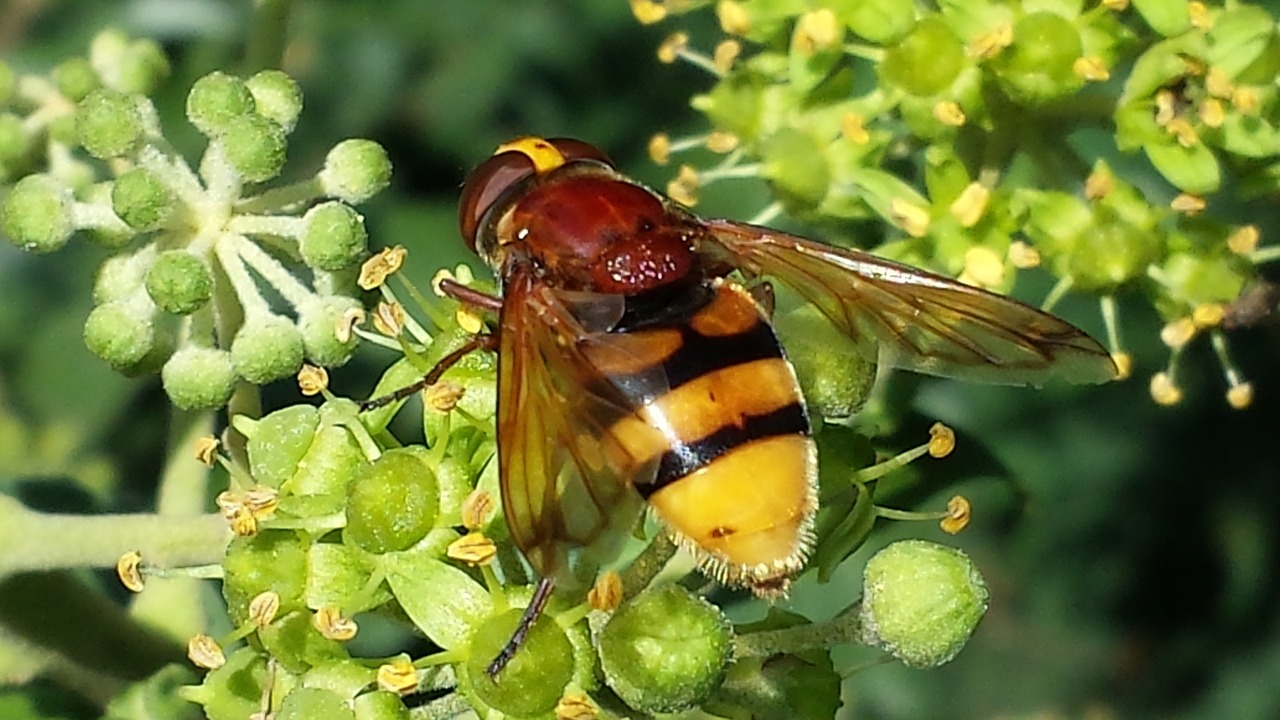 Hoverfly, Vabzdys, Gamta, Apdulkinimas, Dryžuotas, Geltona, Nemokamos Nuotraukos,  Nemokama Licenzija