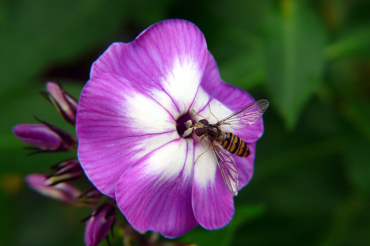 Hoverfly, Vabzdys, Makro, Nemokamos Nuotraukos,  Nemokama Licenzija