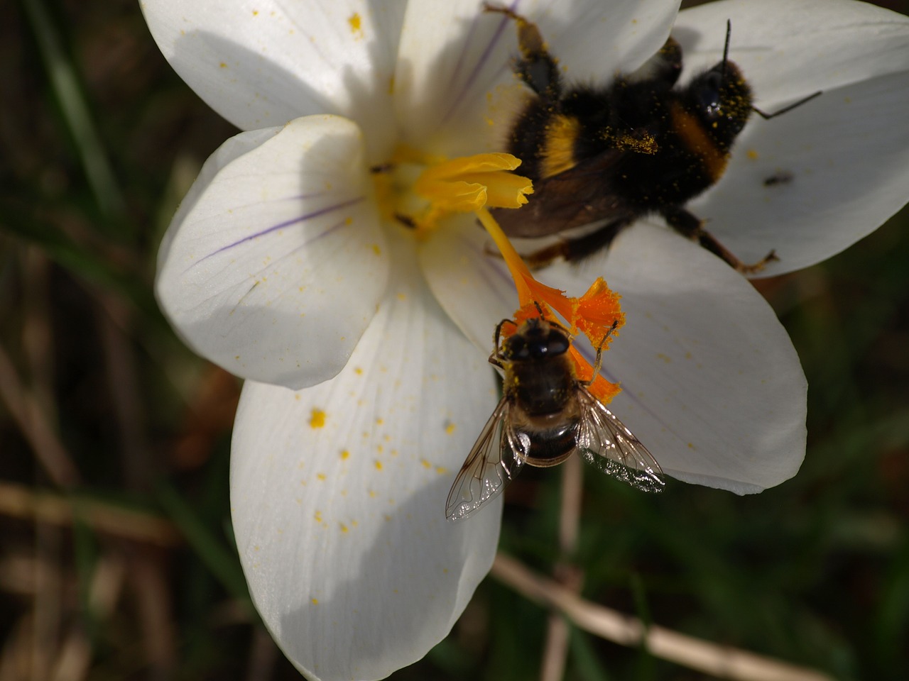 Hoverfly, Crocus, Hummel, Balta, Frühlingsanfang, Apdulkinimas, Vabzdys, Žiedas, Žydėti, Flora