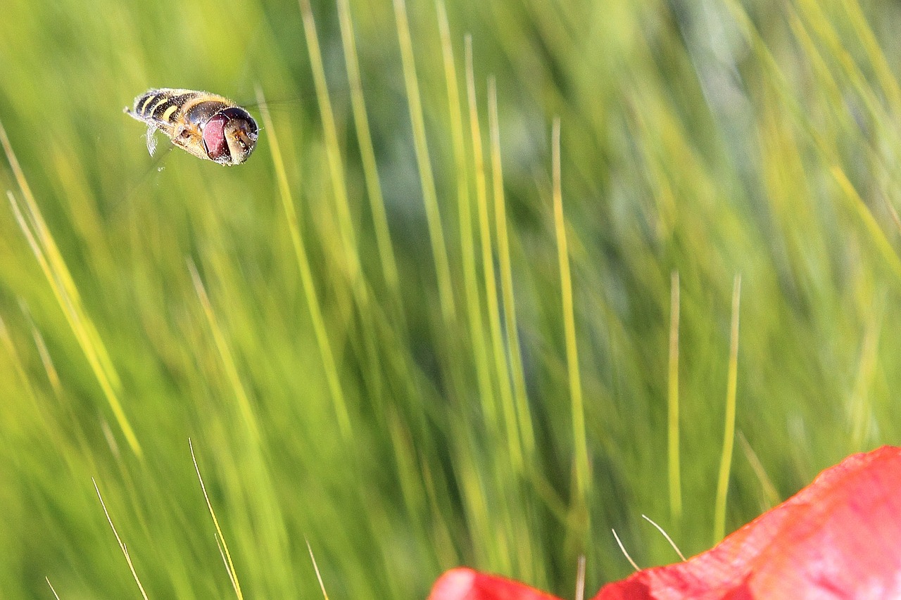 Hoverfly, Vabzdys, Skristi, Metodas, Žiedas, Žydėti, Laukas, Makro, Uždaryti, Sparnas