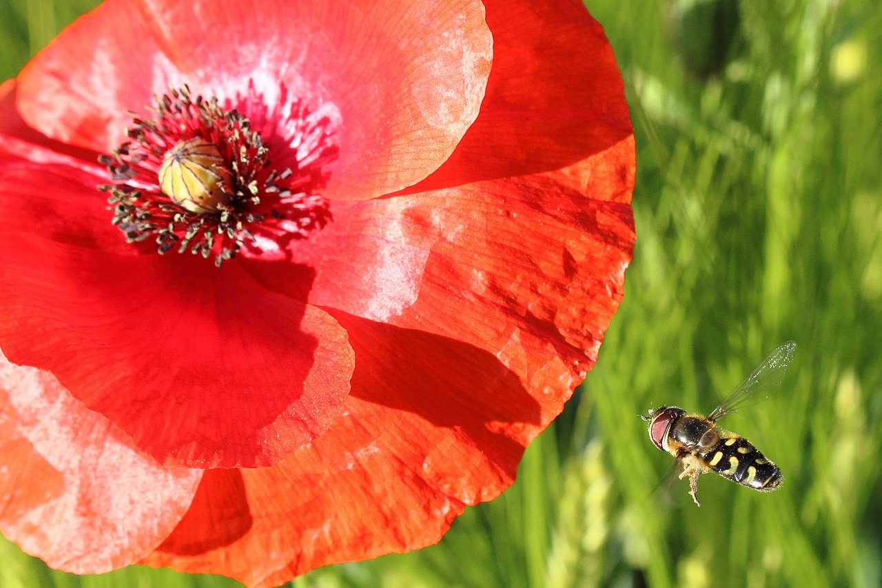 Hoverfly, Vabzdys, Skristi, Metodas, Žiedas, Žydėti, Laukas, Makro, Uždaryti, Sparnas