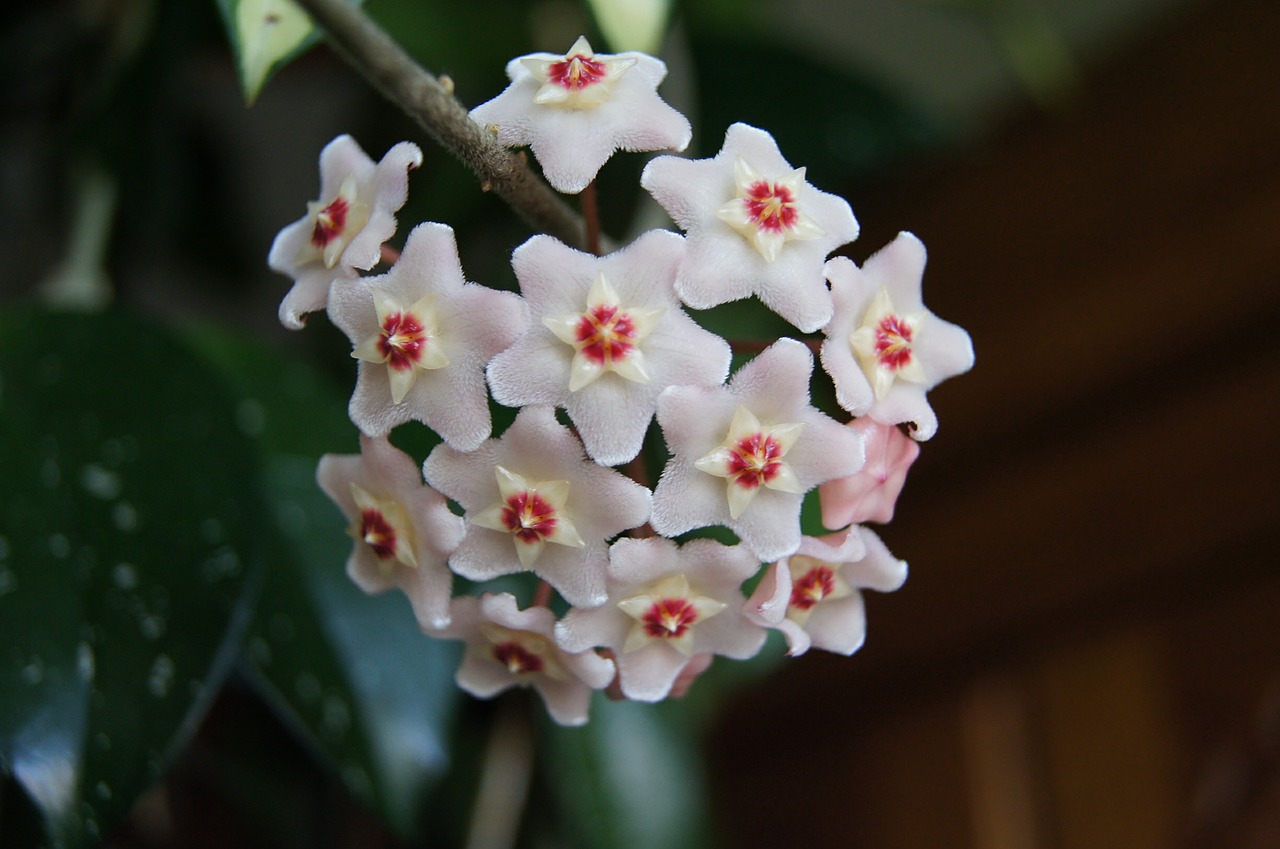 Hoya, Gėlė, Kambarinis Augalas, Hoji Gėlė, Hoya Carnosa, Kojas Rožinė, Vazoninės Gėlės, Myria Gale, Hoja, Hoya Woskowica