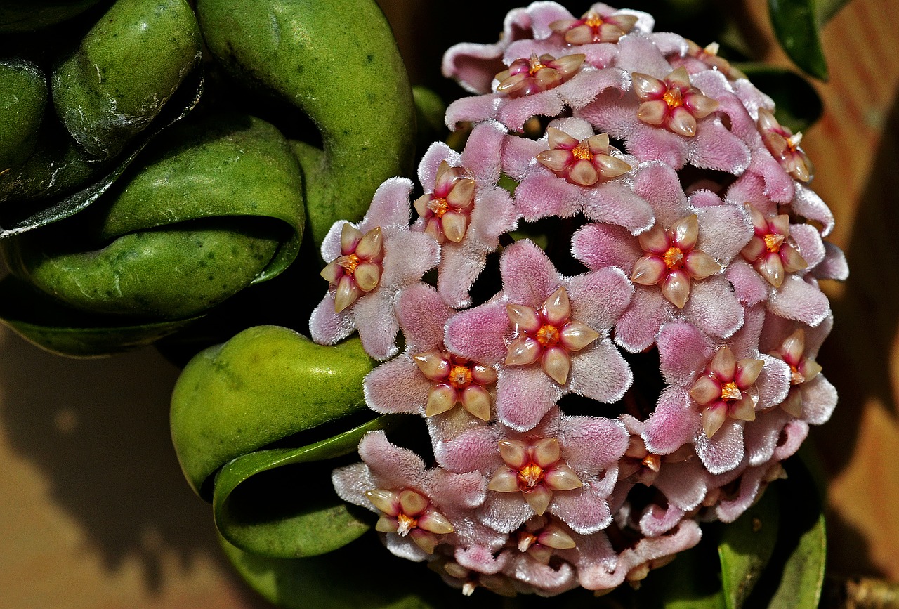 Hoya, Gėlė, Makro, Gamta, Augalas, Botanika, Atogrąžų, Egzotiškas, Natūralus, Botanikos