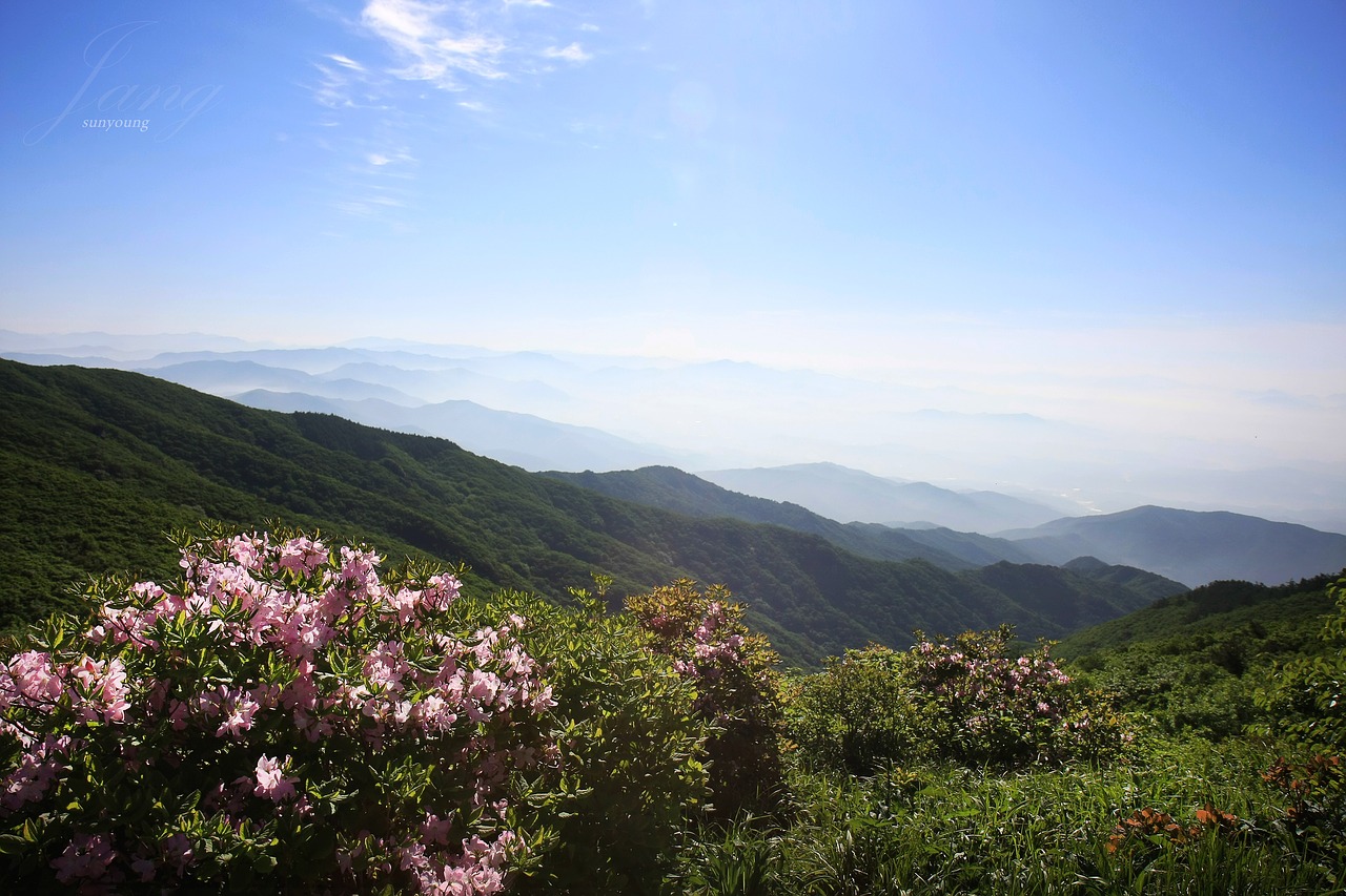 Huang Mei Shan, Pavasaris, Azalija, Nemokamos Nuotraukos,  Nemokama Licenzija