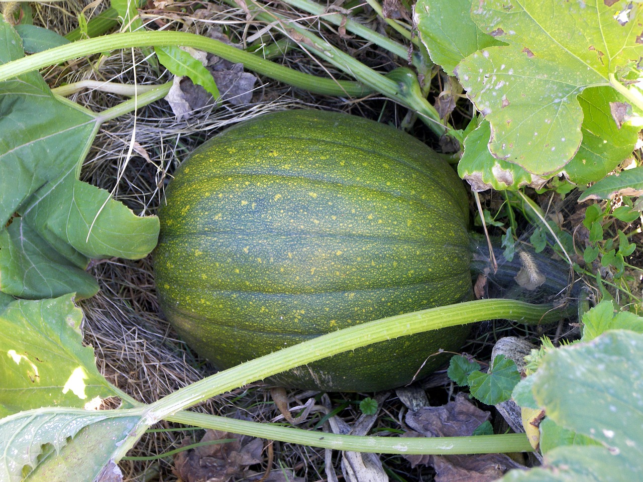 Hubbardo Skvošas, Skvošas, Maistas, Žalias, Sodas, Daržovės, Veggies, Derlius, Sveikas, Žemdirbystė