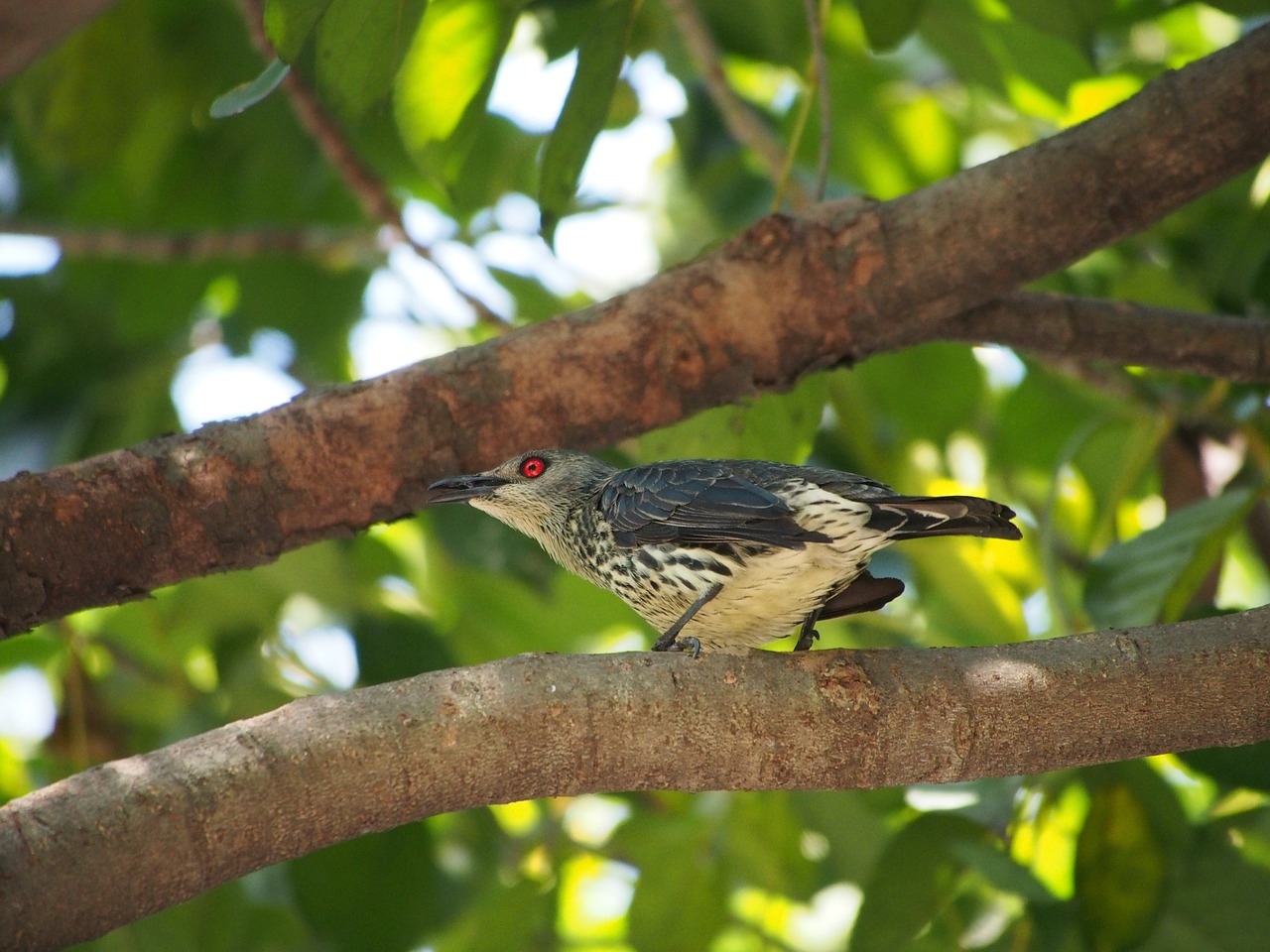 Hui Kardinolas, Moteris, Paukštis, Asia-Hui Kardinolas, Fauna, Aplons Panayensis, Nemokamos Nuotraukos,  Nemokama Licenzija