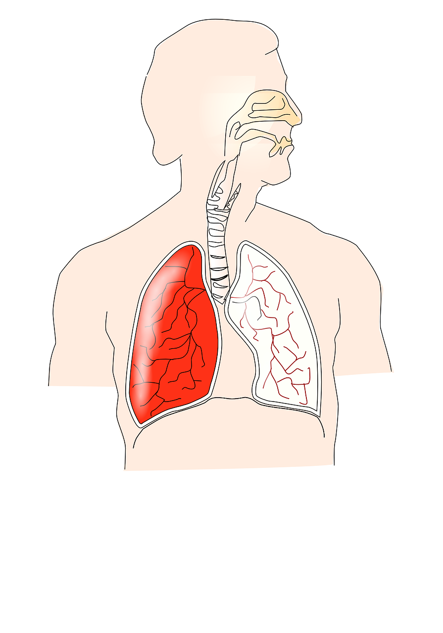 Žmogus, Kvėpavimo Takai, Plaučiai, Anatomija, Medicinos, Sveikata, Organas, Biologija, Krūtinė, Bronchų