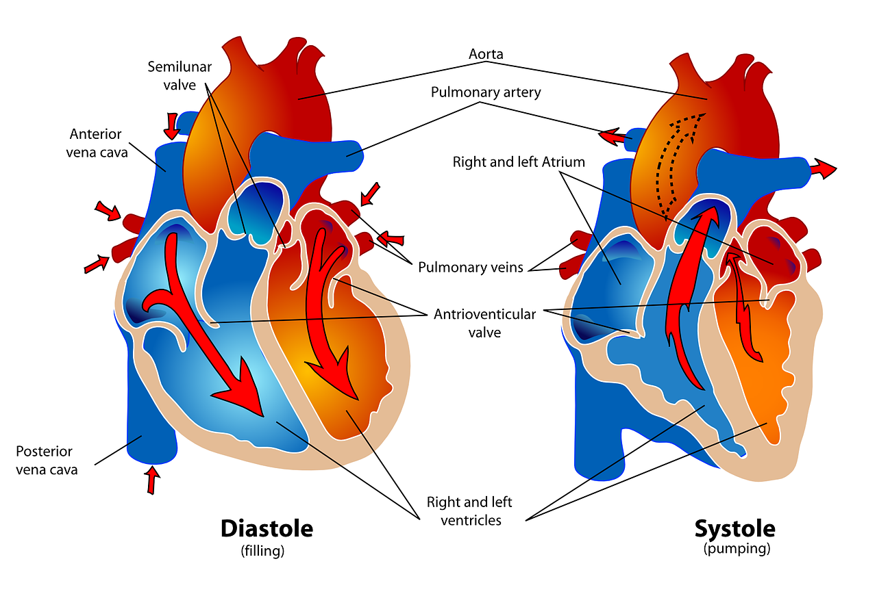 Žmogus, Širdis, Siurbimas, Priežiūra, Medicina, Kardiologija, Gyvenimas, Kūnas, Koncepcija, Širdies Plakimas