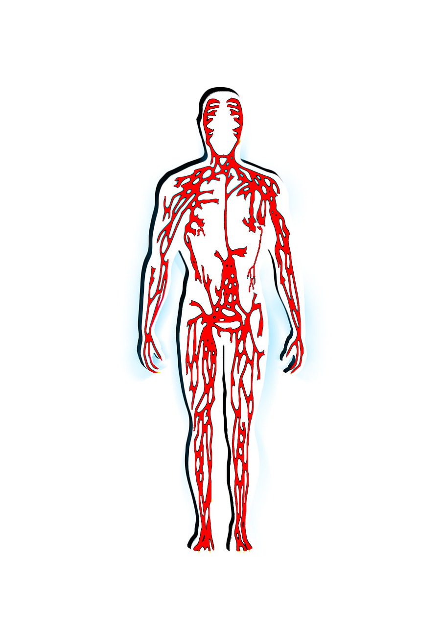 Žmogus, Kraujas, Venos, Aterien, Sistema, Kūnas, Medicinos, Į Sveikatą, Liga, Arut