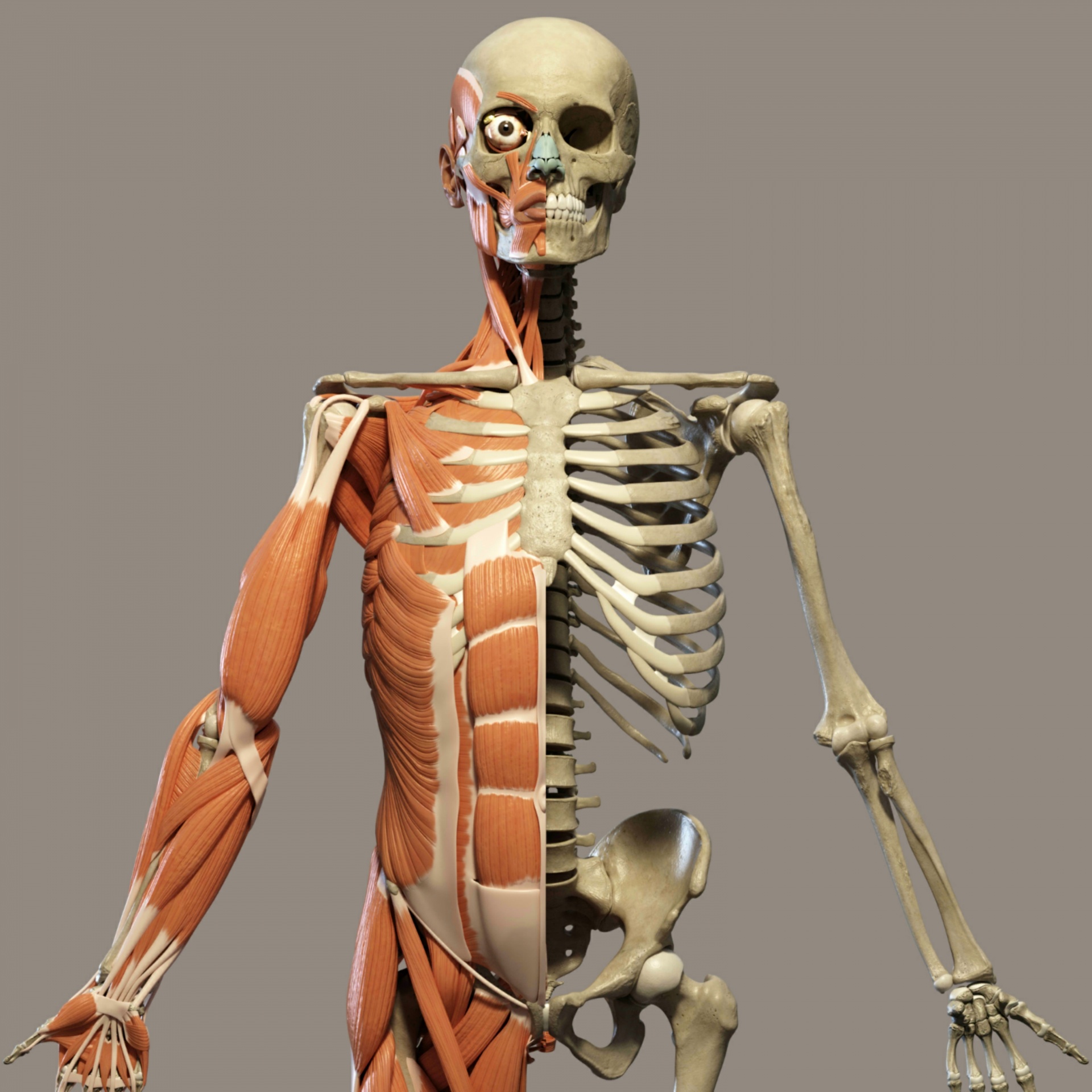 Сколько ребер у человека мужчины и женщины. Скелет. Скелет человека. Скелет человека анатомия. Скелет человека с мышцами.