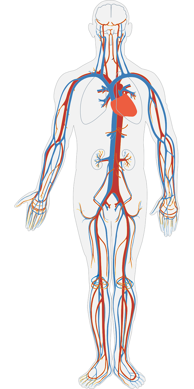 Žmogaus Kūnas, Kraujotakos Sistema, Apyvarta, Kraujas, Anatomija, Kūnas, Širdis, Arterija, Venų, Biologija