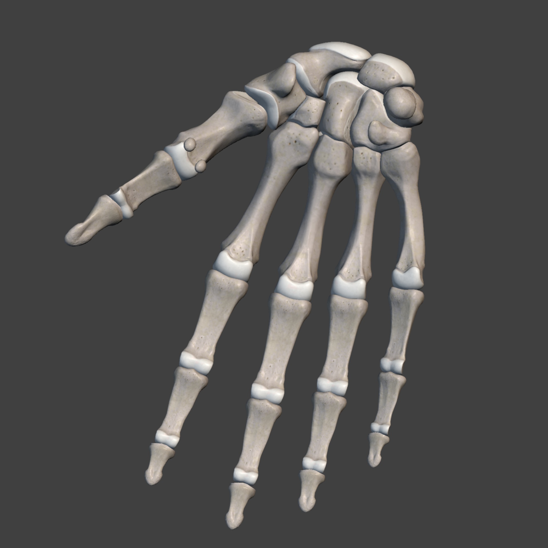Hand bone. Скелет кисти. Скелет руки. Скелет руки человека. Анатомия кисти.