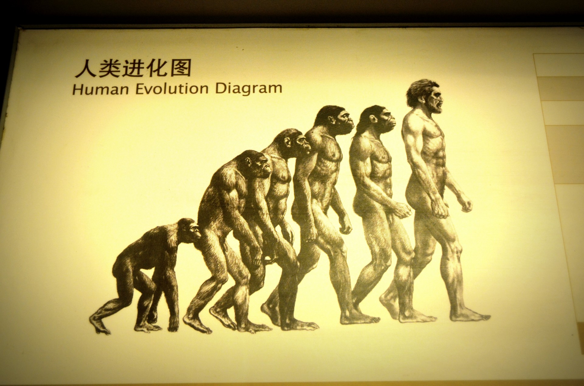 Evoliucija,  Žmogus,  Ape,  Beždžionės,  Iliustracija,  Vystytis,  Gyvūnai,  Vyras,  Žmonės,  Žmogaus Evoliucija