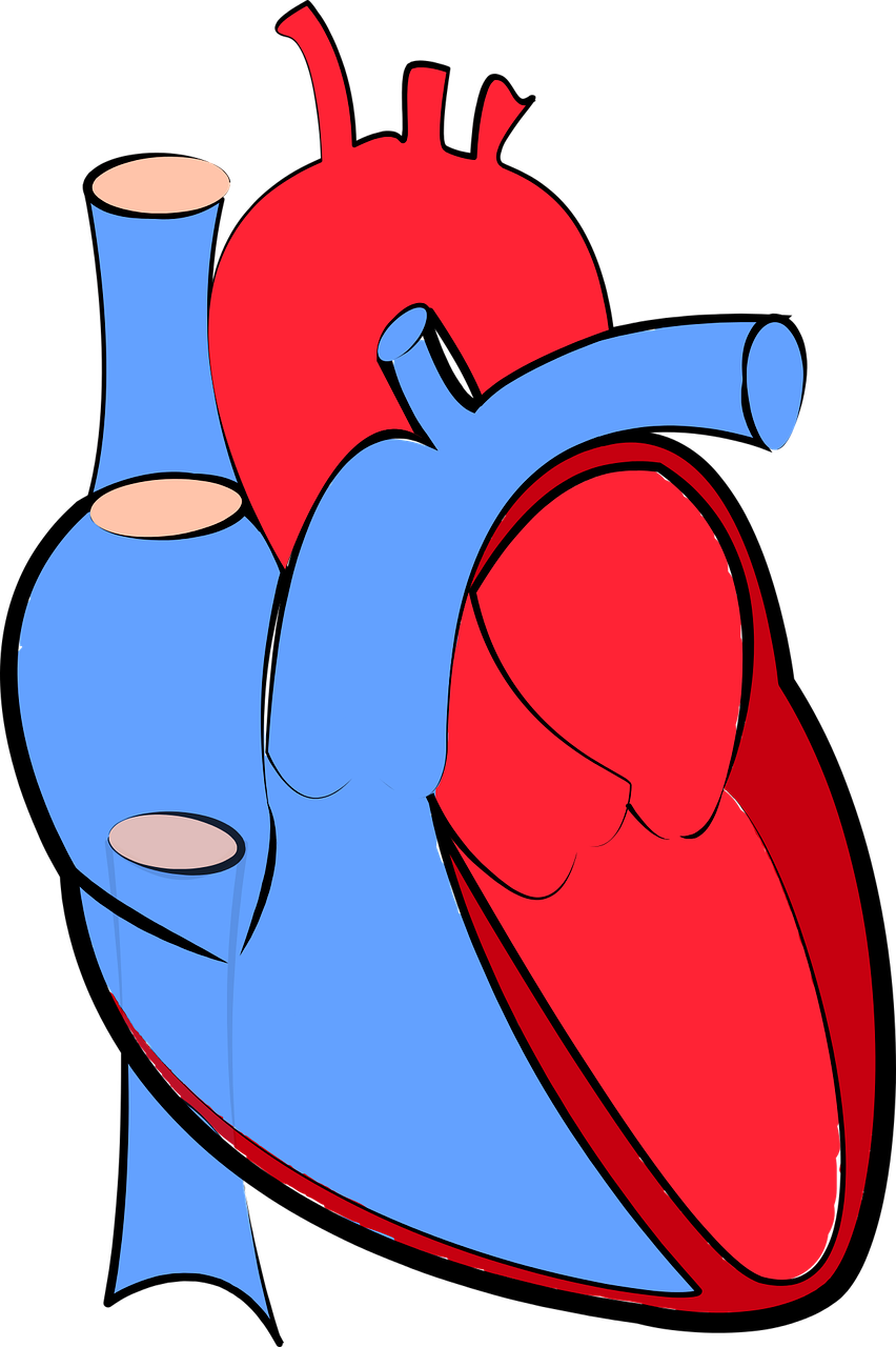 Žmogaus Širdis, Kraujotaka, Oksiduojamos Ir Deoksigenuojamos, Sveikata, Medicinos, Kraujas, Medicina, Arterija, Organas, Raumenys