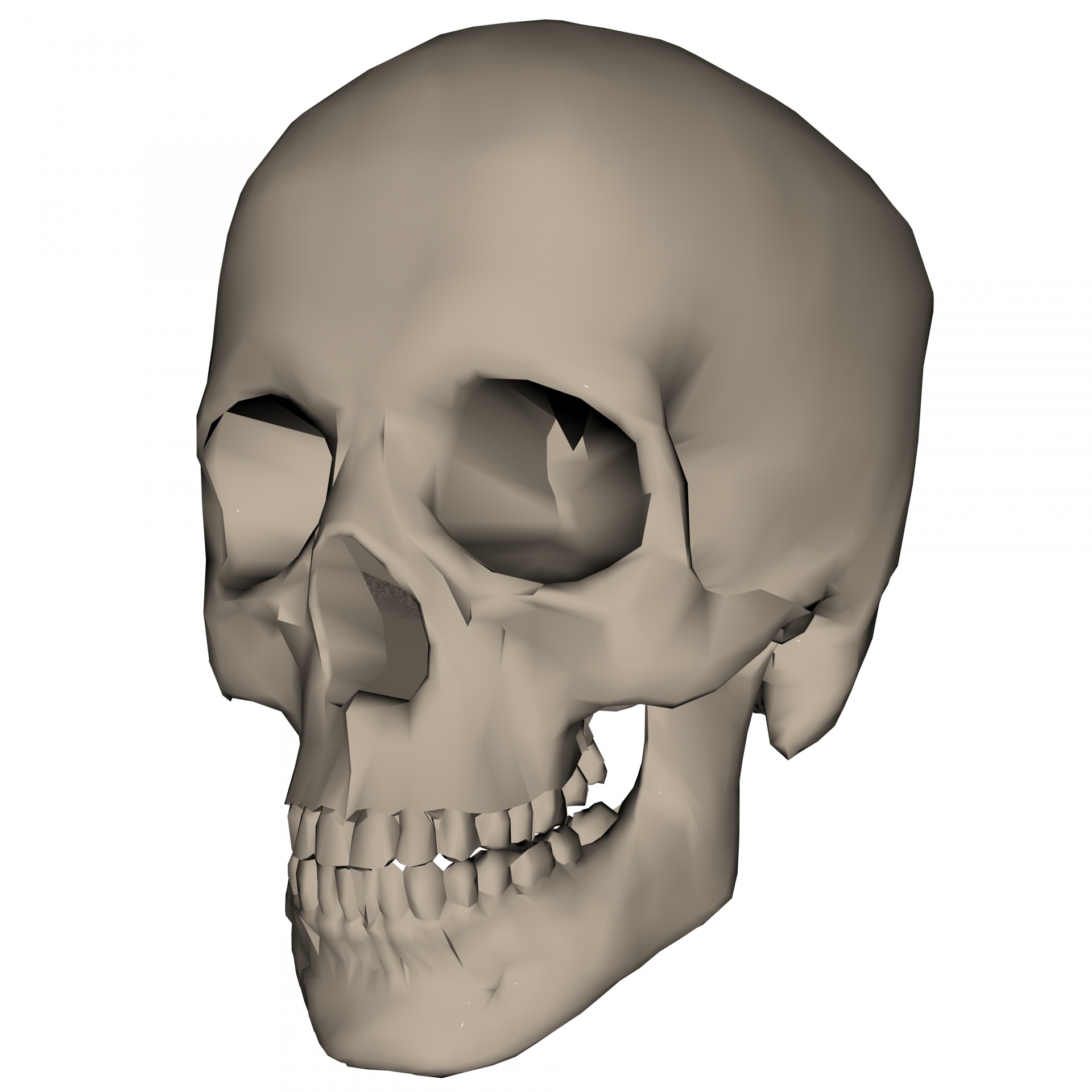 3D,  Piešimas,  Žmogus,  Kaukolė,  Izoliuotas,  Balta,  Kaulai,  Skeletas,  Galva,  Stuburiniai Gyvūnai