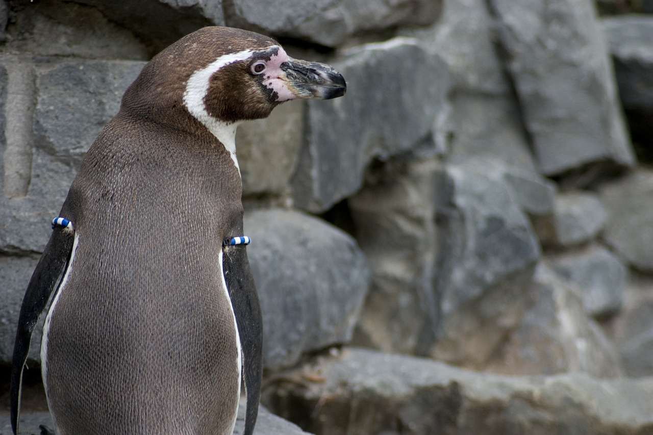Humboldto Pingvinas, Humboldt, Pingvinas, Sąskaitą, Vanduo, Žuvis, Paukštis, Gyvūnai, Gyvūnų Pasaulis, Gamta