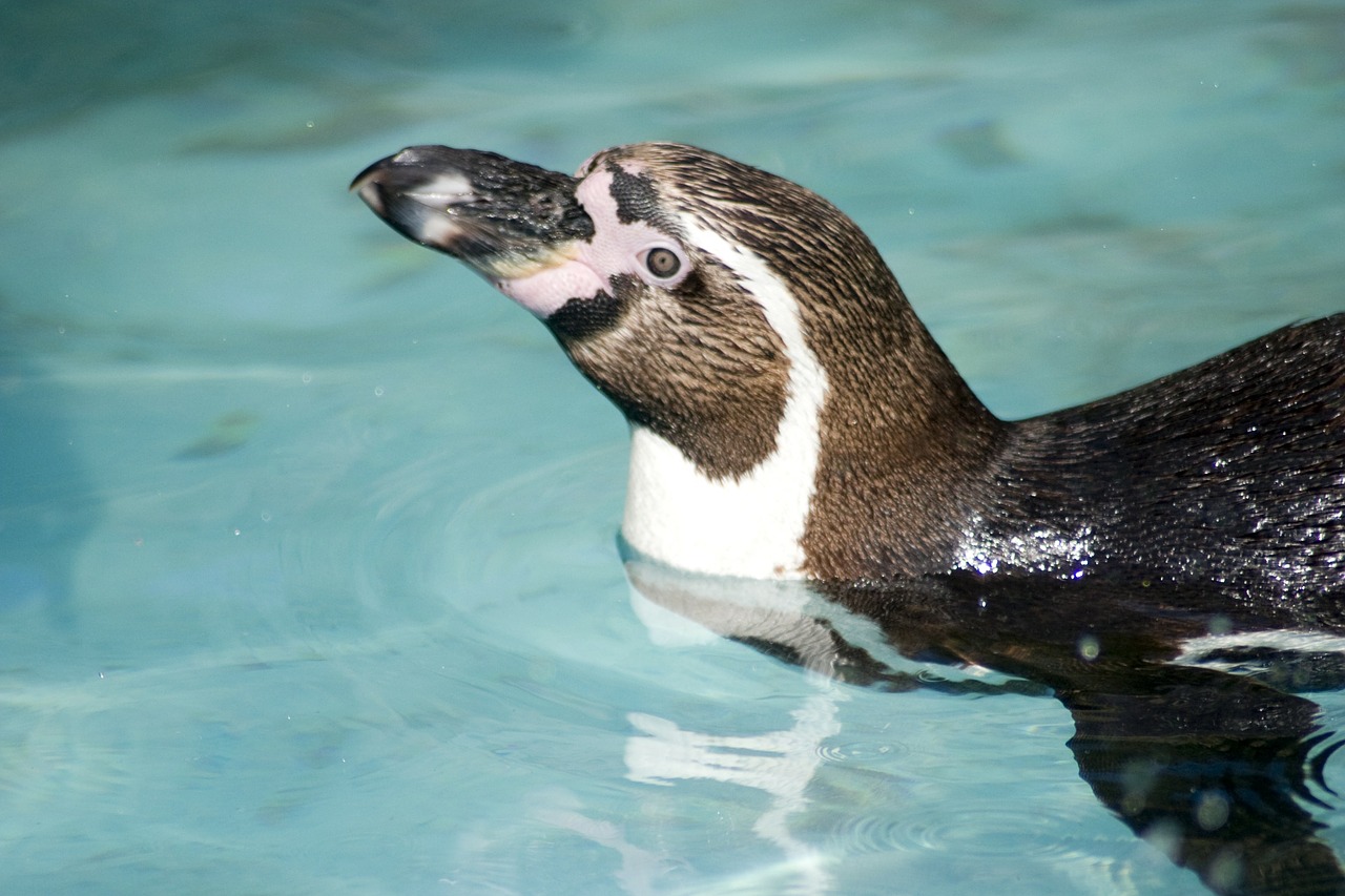 Humboldto Pingvinas, Pingvinas, Humboldt, Sąskaitą, Žuvis, Paukštis, Plaukti, Vanduo, Gyvūnai, Gyvūnų Pasaulis