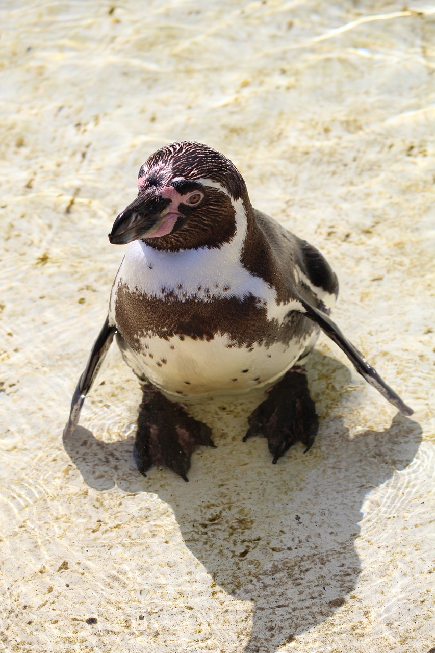Humboldto Pingvinas, Pingvinas, Pietų Amerika, Kranto, Humboldt, Vandens Paukštis, Sphensus Humboldt, Atsipalaidavimas, Gamta, Tierpark Bochum