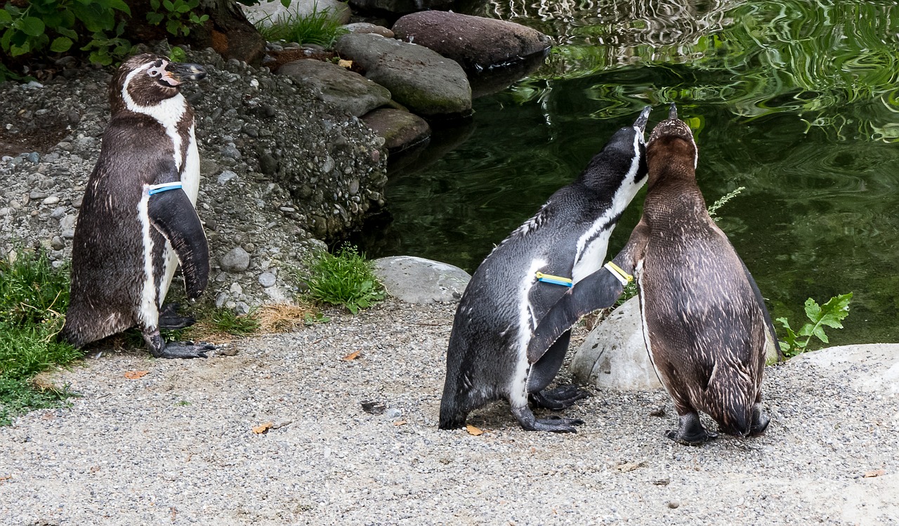 Humboldt Pingvinas,  Pingvinai,  Gyvūnas,  Gyvūnijos Pasaulyje,  Paukštis,  Pobūdį,  Zoo,  Zoo Zurich,  Vandens Paukštis, Nemokamos Nuotraukos