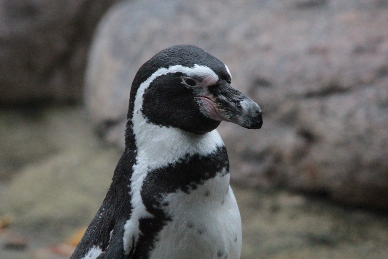 Humboldto Pingvinas, Pingvinas, Spheniscus Humboldti, Peru Pingvinas, Manchot De Humboldt, Pingiuino De Humboldt, Šunų Pingvinai, Sfeniksas, Paukštis, Gyvūnas