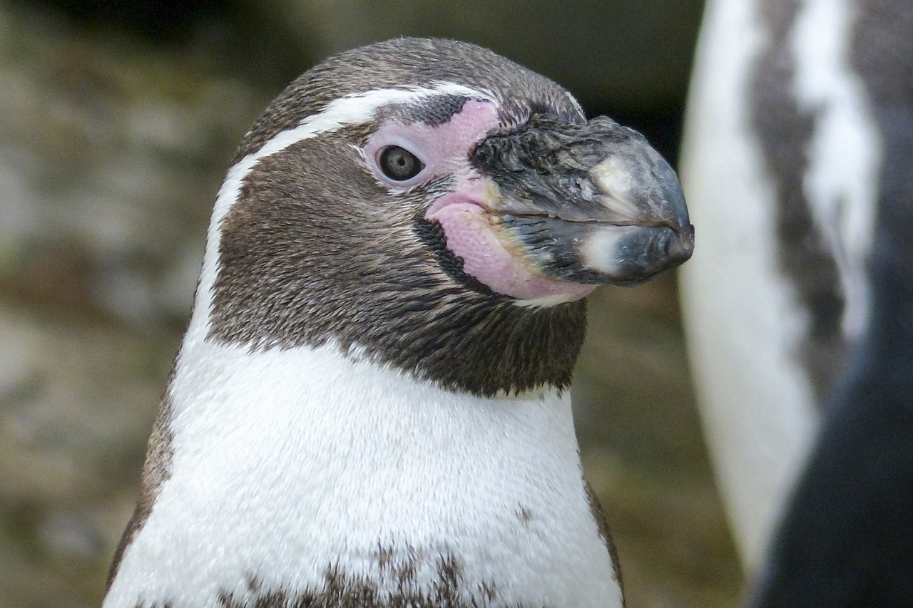 Humboldto Pingvinas, Pingvinas, Gyvūnas, Mielas, Laukinė Gamta, Arktinė, Zoologijos Sodas, Iš Arti, Laukiniai, Paukštis