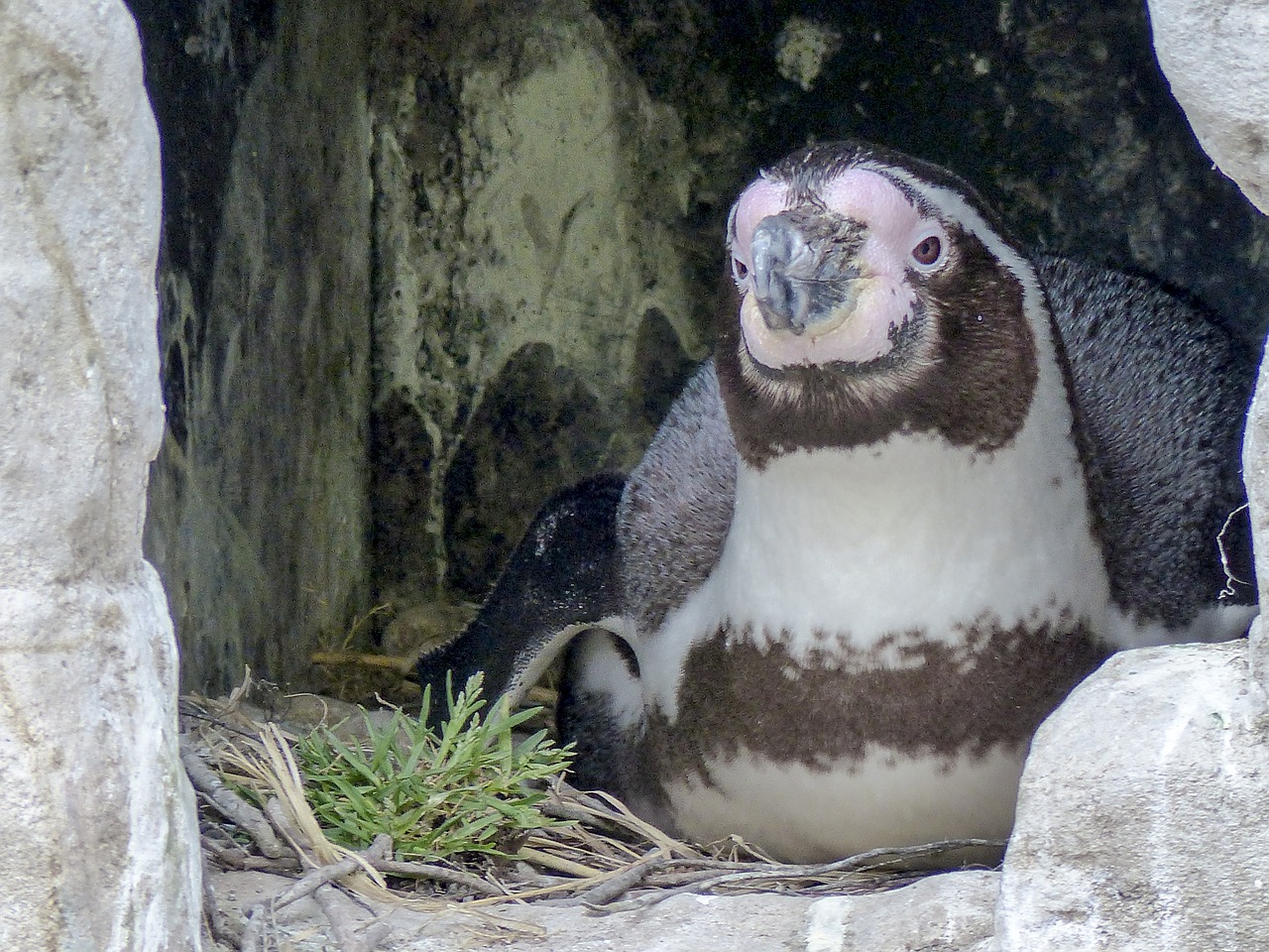 Humboldto Pingvinas, Veisimas, Pingvinas, Gyvūnas, Mielas, Laukinė Gamta, Arktinė, Zoologijos Sodas, Laukiniai, Nemokamos Nuotraukos