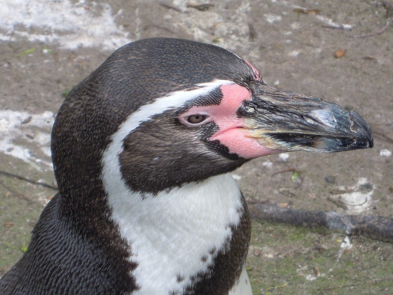 Humboldto Pingvinas, Pingvinas, Zoologijos Sodas, Gyvūnų Parkas, Nemokamos Nuotraukos,  Nemokama Licenzija
