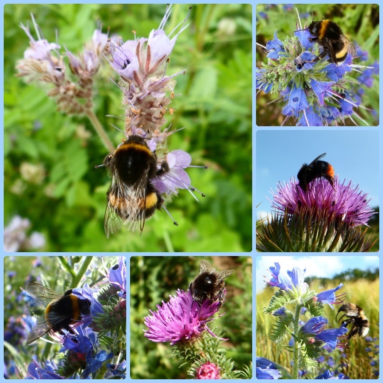 Hummel, Bičių, Vabzdys, Apdulkinimas, Gėlė, Žiedas, Žydėti, Žydėti, Metodas, Surinkti