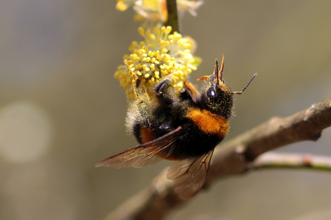 Hummel, Bombas, Bičių, Vabzdys, Gyvūnas, Frühlingsanfang, Gamta, Gluosniai Kačiukai, Rinkti Nektarą, Nemokamos Nuotraukos