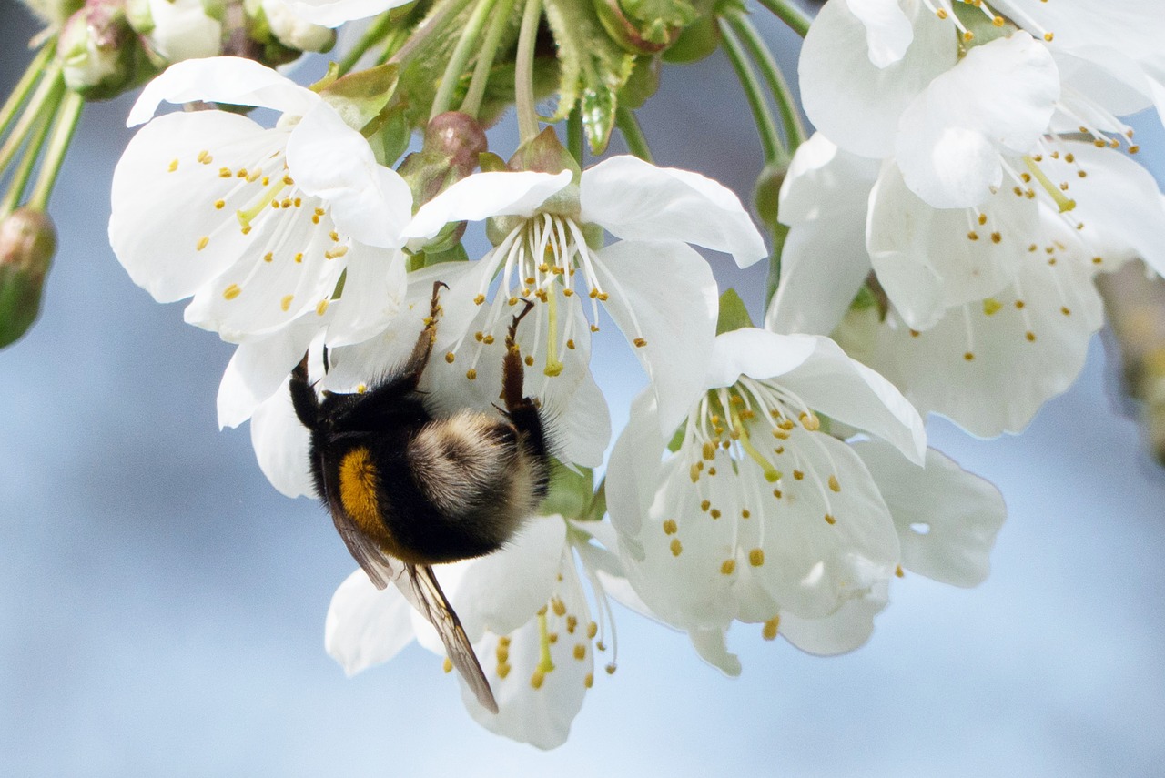 Hummel, Pavasaris, Gėlė, Žiedadulkės, Vabzdys, Gamta, Žiedas, Žydėti, Uždaryti, Pentecost