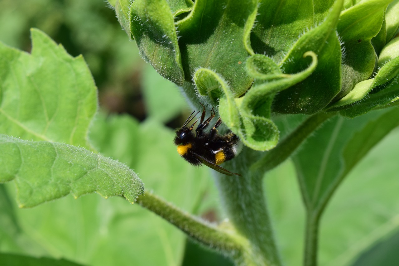 Hummel, Uždaryti, Vabzdys, Gamta, Vasara, Saulėgrąžų Laukas, Lapai, Žalias, Nemokamos Nuotraukos,  Nemokama Licenzija