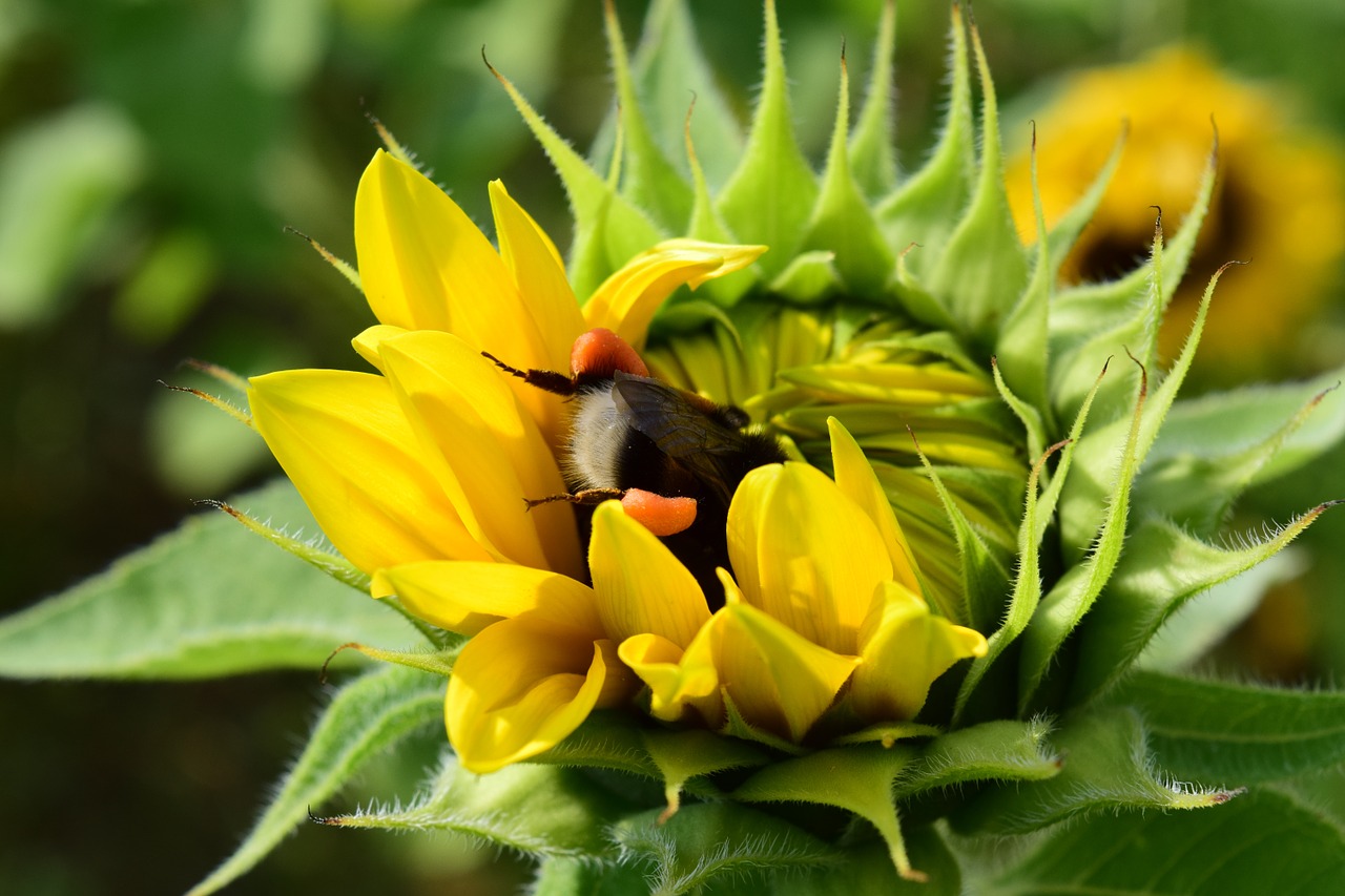 Hummel, Saulės Gėlė, Paieška, Maistas, Surinkti, Tyrimai, Žiedadulkės, Uždaryti, Nemokamos Nuotraukos,  Nemokama Licenzija