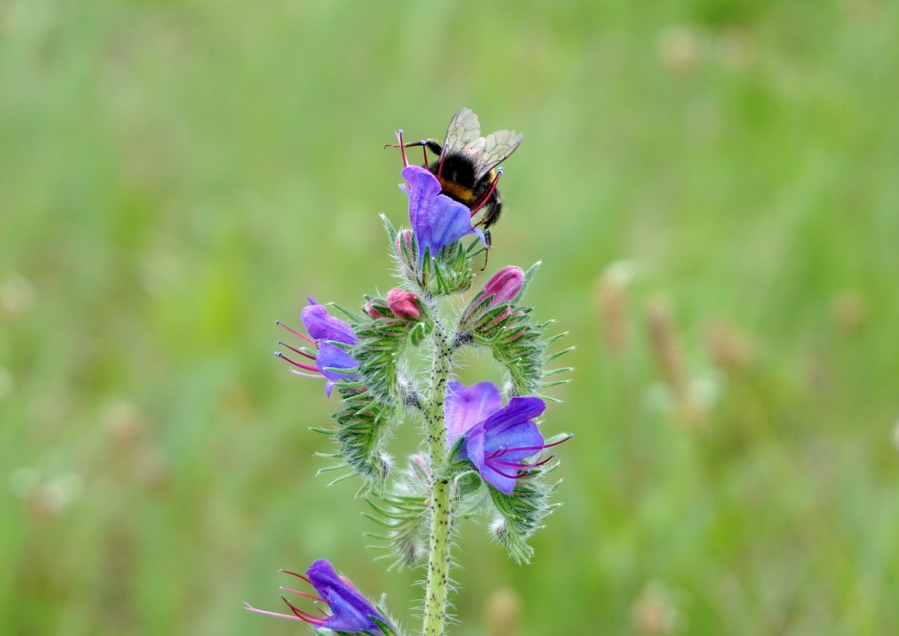 Hummel, Žiedadulkės, Apdulkinimas, Uždaryti, Vabzdys, Pieva, Nemokamos Nuotraukos,  Nemokama Licenzija