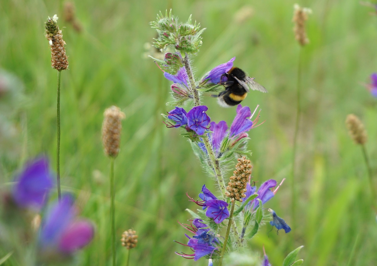 Hummel, Žiedadulkės, Apdulkinimas, Uždaryti, Vabzdys, Pieva, Nemokamos Nuotraukos,  Nemokama Licenzija