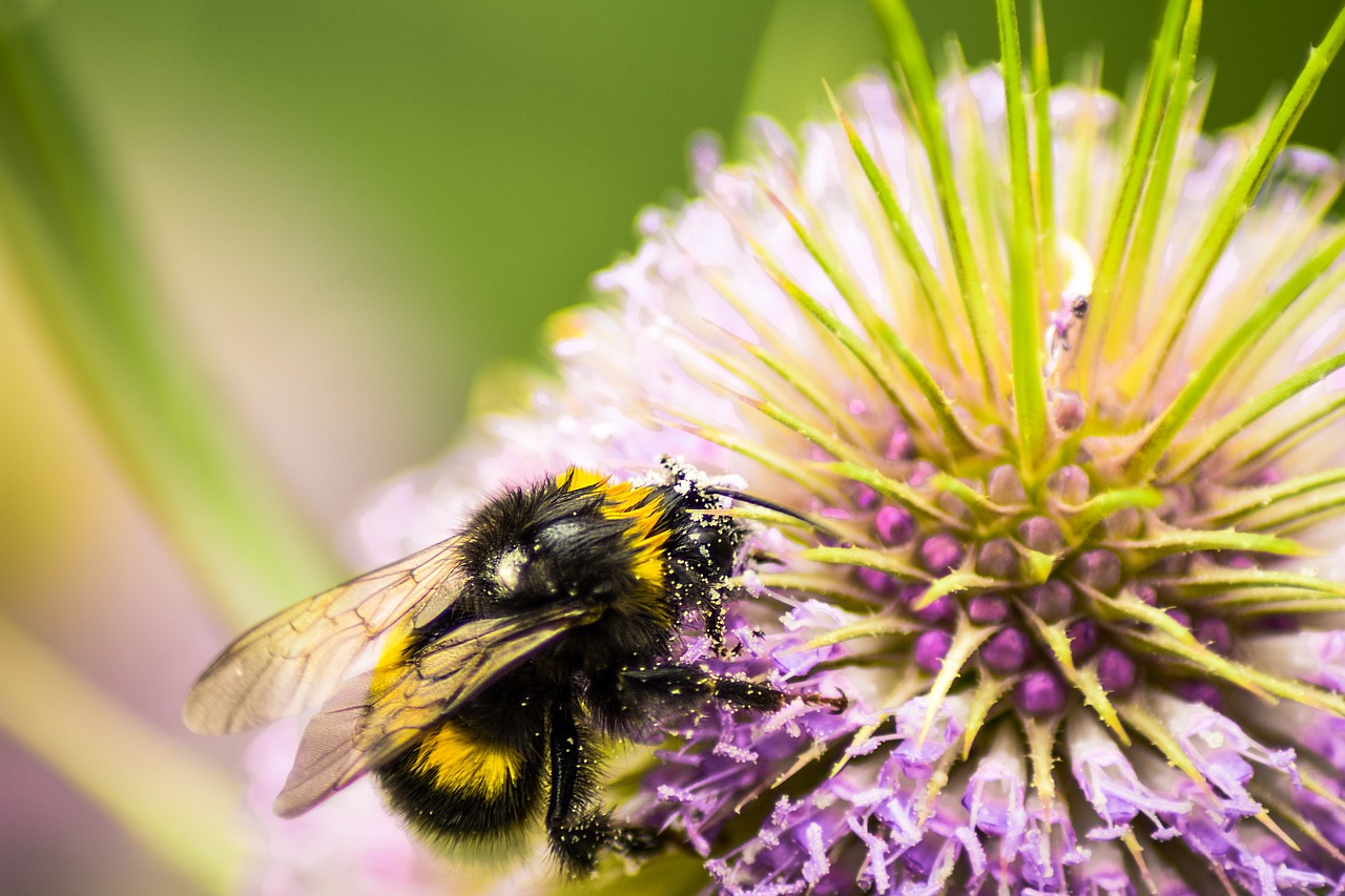 Hummel, Maistas, Uždaryti, Surinkti, Nektaras, Gyvūnas, Gamta, Vasara, Vabzdys, Žiedadulkės