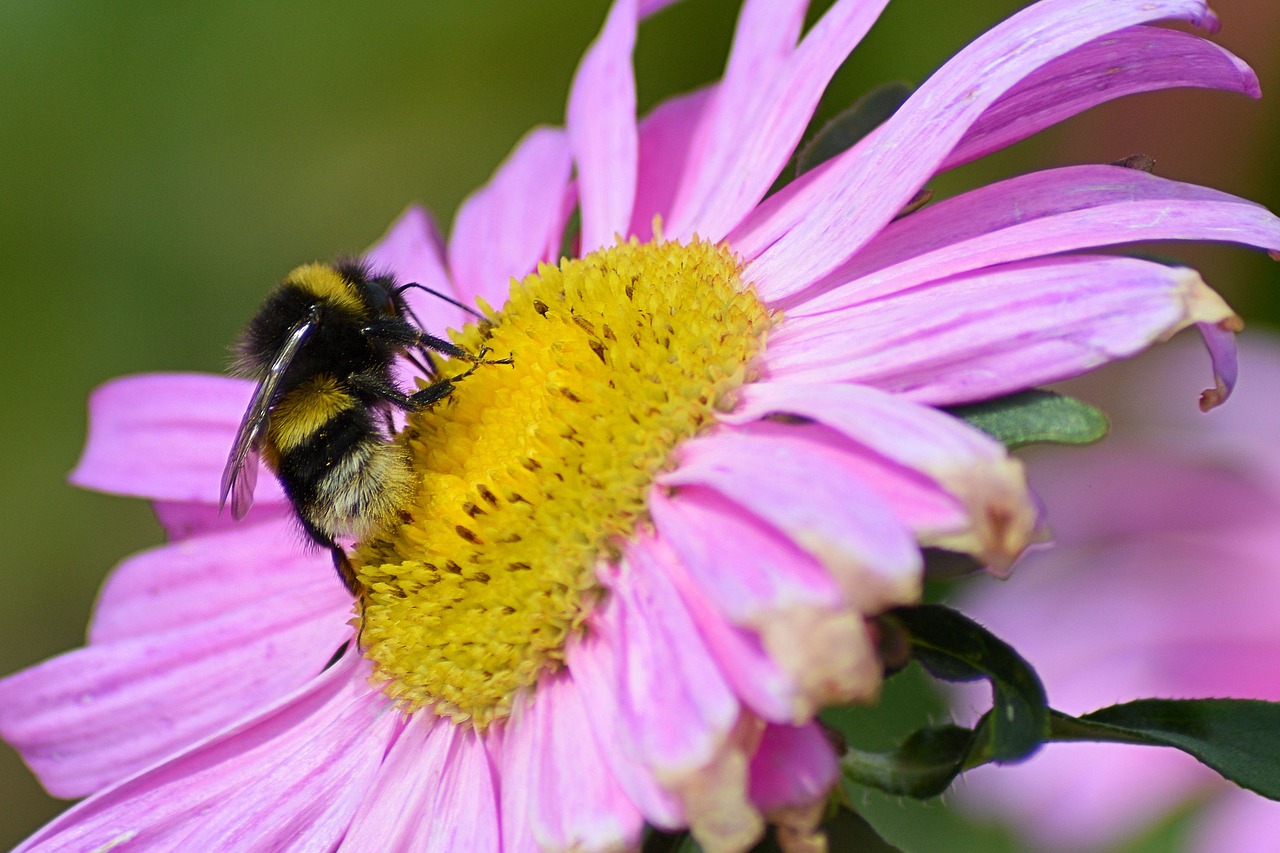 Hummel, Žiedas, Žydėti, Vabzdys, Gėlė, Vasara, Nemokamos Nuotraukos,  Nemokama Licenzija