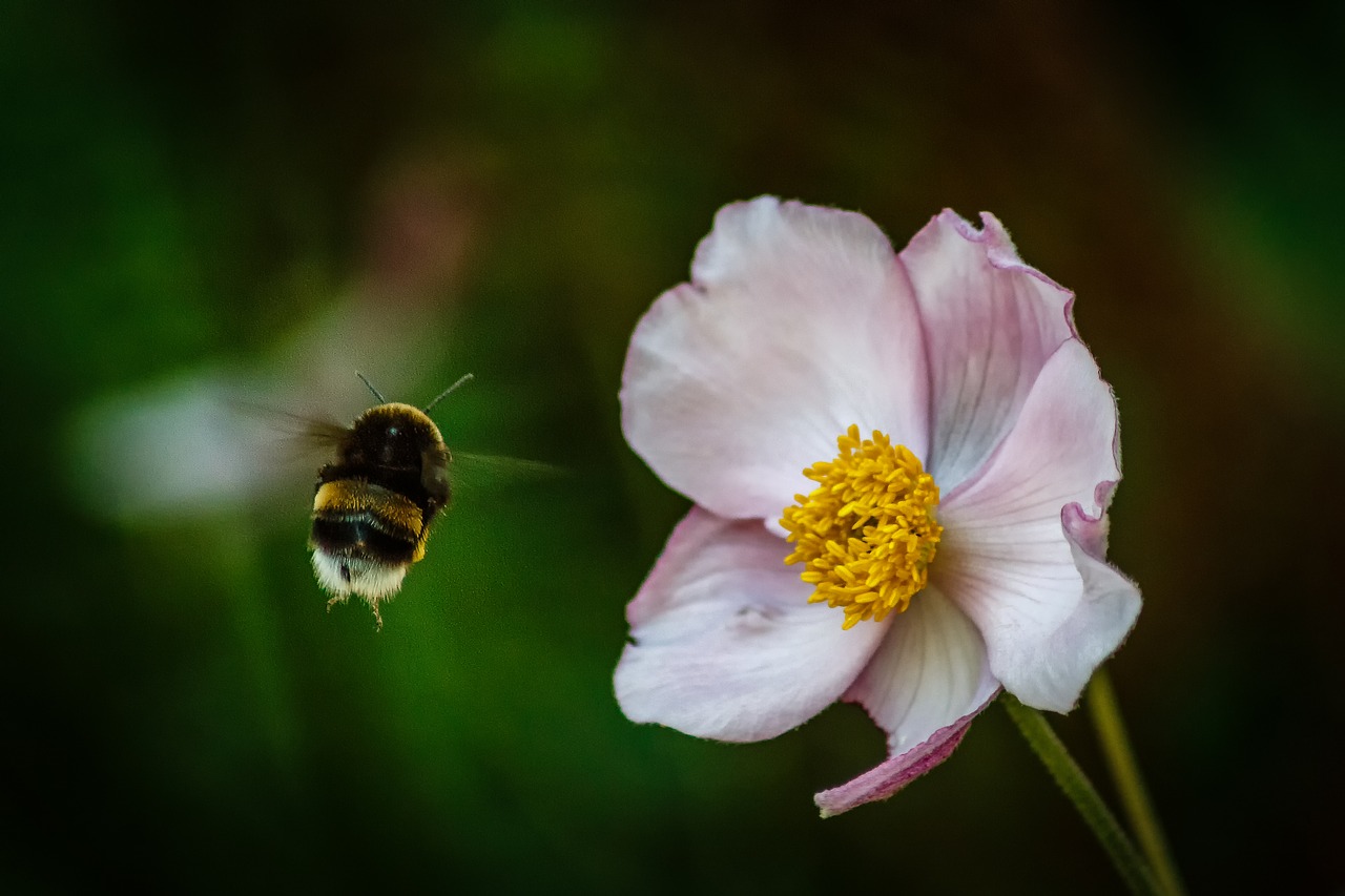 Hummel, Žiedas, Žydėti, Metodas, Gėlių, Makro, Gėlė, Augalas, Maistas, Vasara