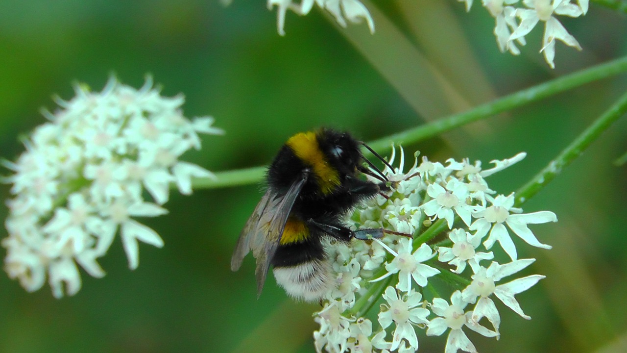 Hummel, Vabzdys, Aštraus Gėlė, Vasara, Gėlė, Sparnas, Gamta, Nemokamos Nuotraukos,  Nemokama Licenzija