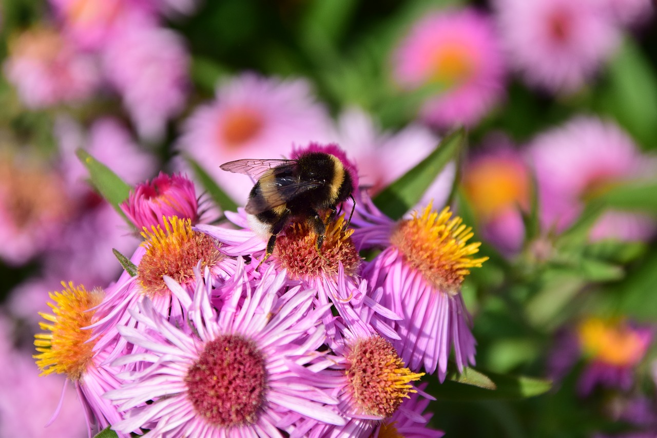 Aster, Hummel, Žiedas, Žydėti, Vabzdys, Violetinė, Gėlė, Vasara, Gamta, Sodas