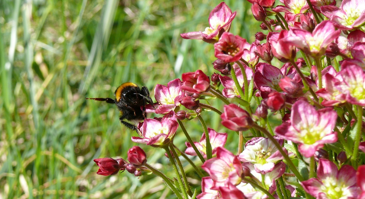 Hummel, Gėlės, Pavasaris, Gamta, Rožinė Gėlė, Žąsies Kamanė, Humelis Jaučia Grėsmę, Nemokamos Nuotraukos,  Nemokama Licenzija