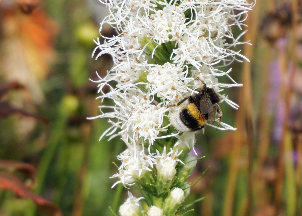 Hummel, Vabzdys, Saulės Skrybėlė, Gėlė, Žiedas, Žydėti, Augalas, Sodas, Gamta, Flora