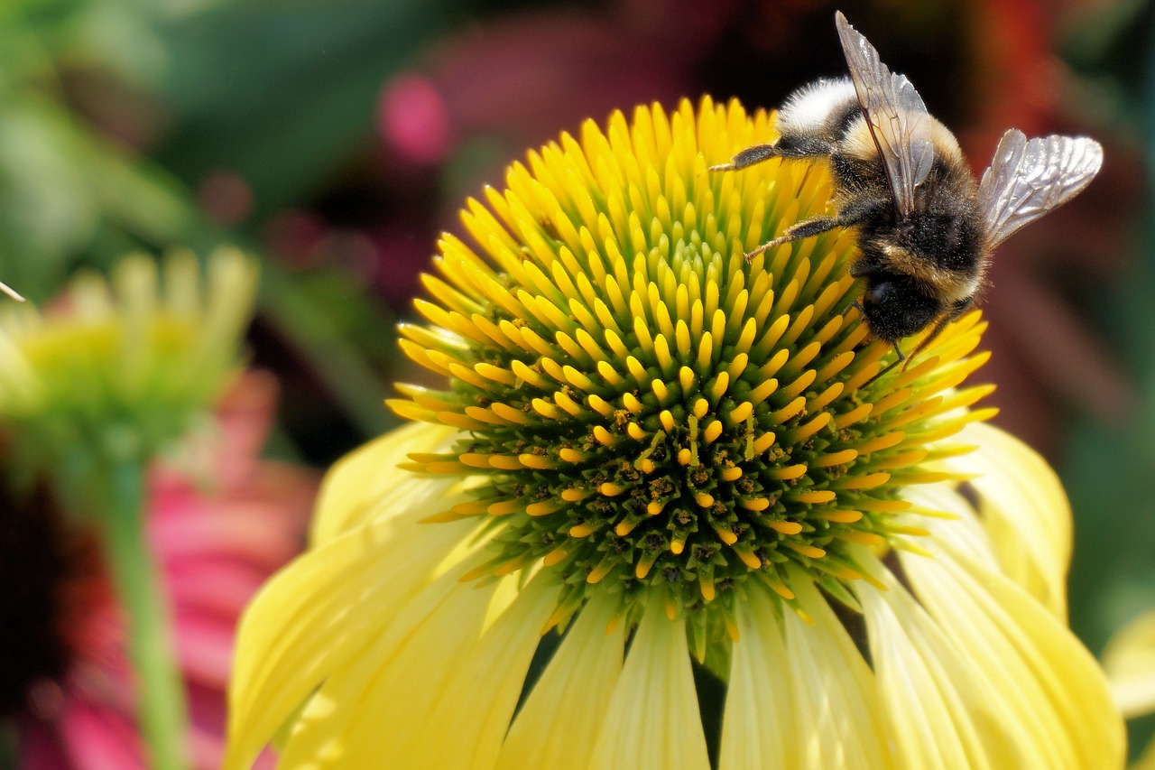 Hummel, Vabzdys, Saulės Skrybėlė, Gėlė, Žiedas, Žydėti, Augalas, Sodas, Gamta, Flora