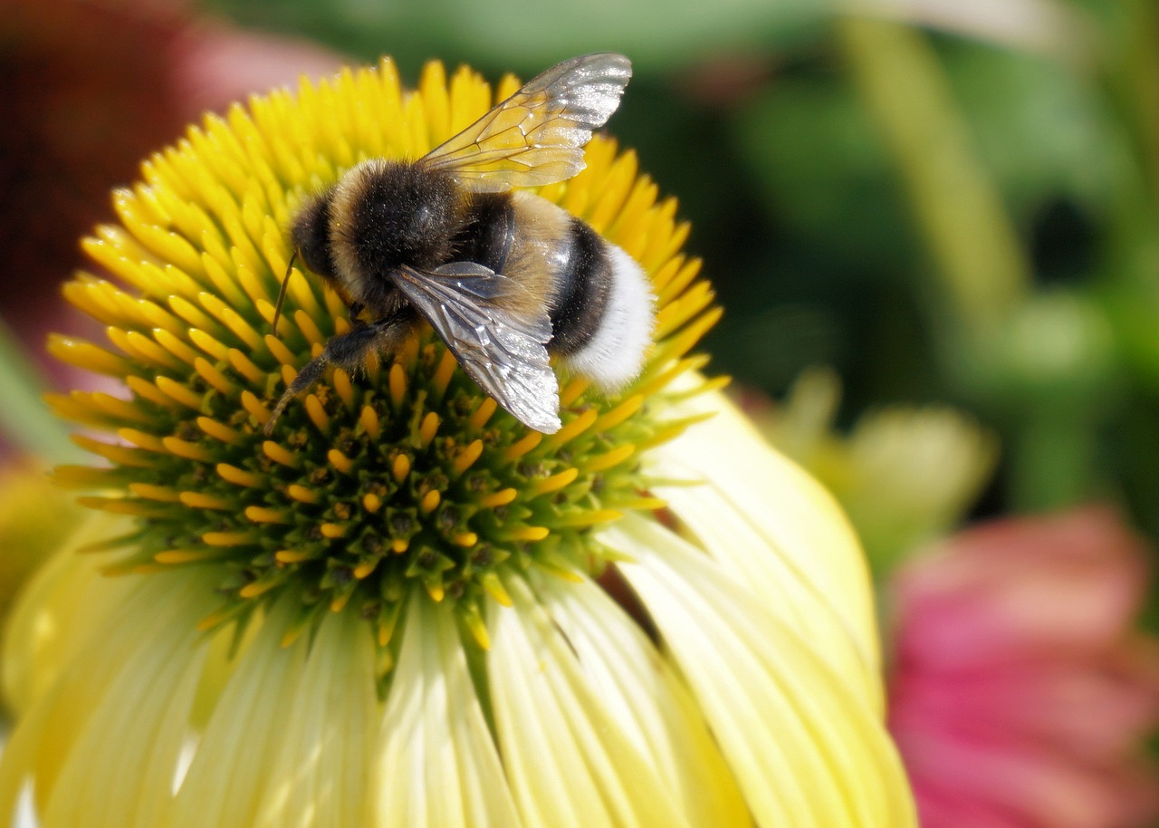 Hummel, Vabzdys, Saulės Skrybėlė, Gėlė, Žiedas, Žydėti, Augalas, Sodas, Gamta, Flora