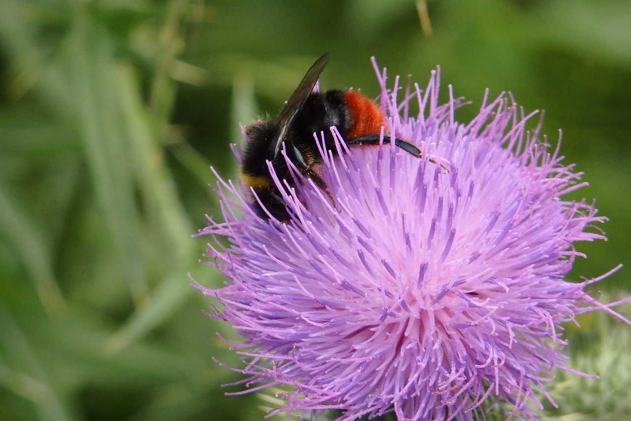 Hummel, Drakonas, Žiedas, Žydėti, Žiedadulkės, Nektaras, Gėlė, Uždaryti, Augalas, Gamta