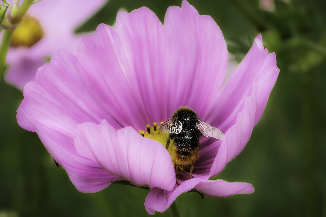 Hummel, Vabzdys, Žiedas, Žydėti, Uždaryti, Makro, Nemokamos Nuotraukos,  Nemokama Licenzija