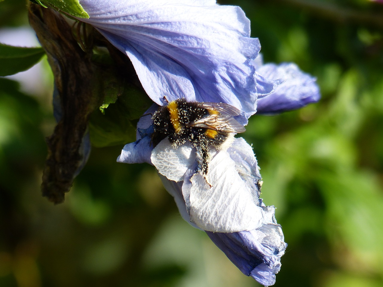 Hummel, Hibiscus, Žiedas, Žydėti, Violetinė, Vabzdys, Žiedadulkės, Nemokamos Nuotraukos,  Nemokama Licenzija