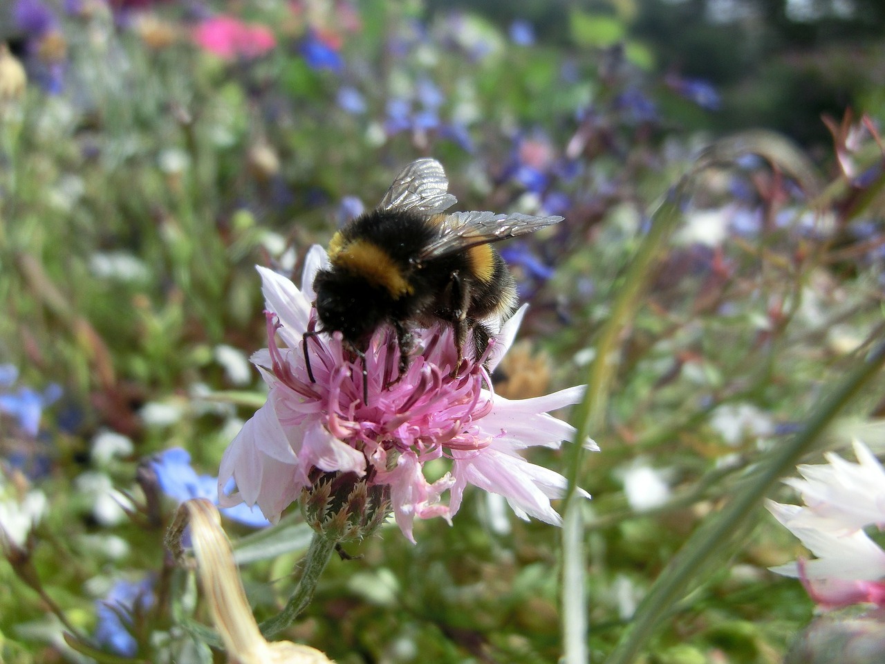 Hummel, Gėlė, Žiedas, Žydėti, Vabzdys, Uždaryti, Gamta, Makro, Nemokamos Nuotraukos,  Nemokama Licenzija