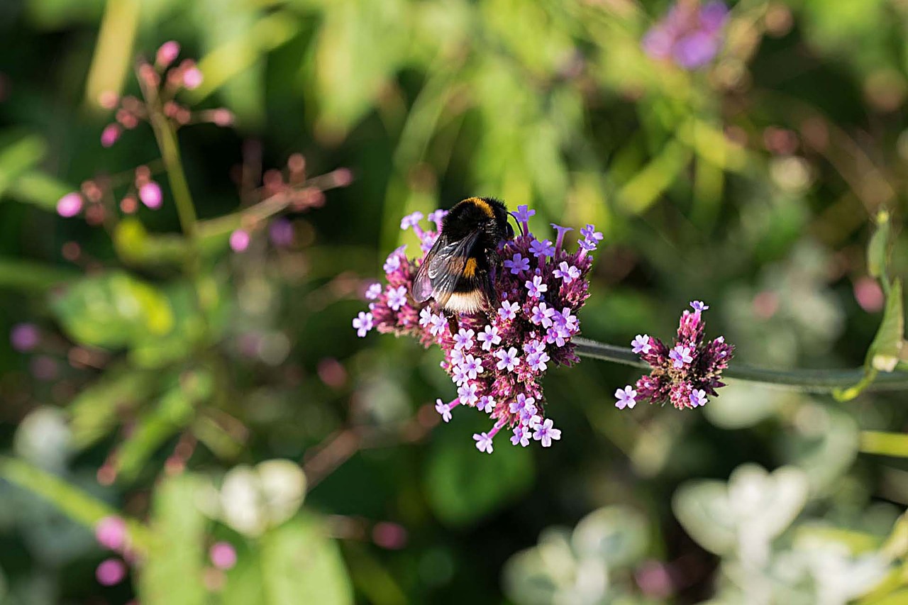 Hummel, Botanika, Kraštovaizdis, Gėlė, Makro, Vabzdys, Vasara, Nemokamos Nuotraukos,  Nemokama Licenzija